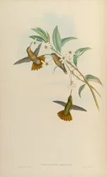Chrysuronia chrysura = Hylocharis chrysura